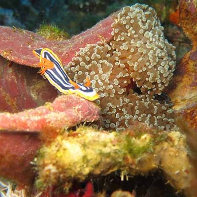 A brightly coloured fish swims over a coral from the "twilight zone'.